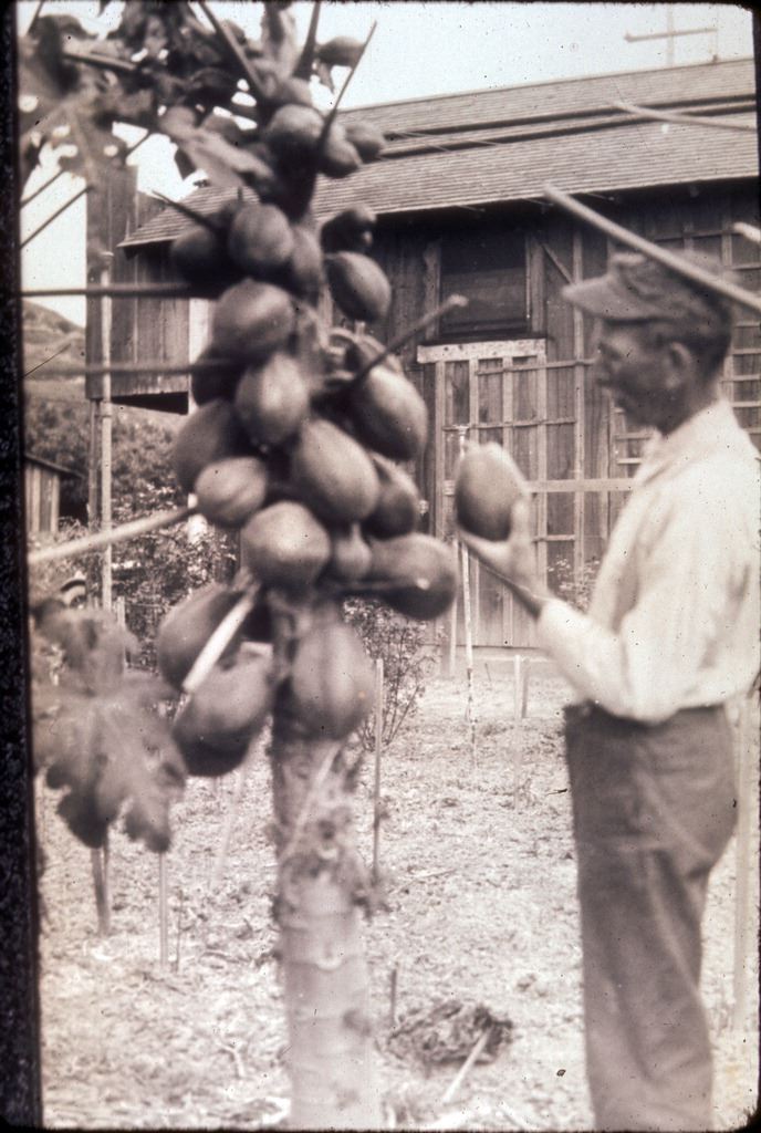 Geo. Beck with papayas, Kashlan Rd.