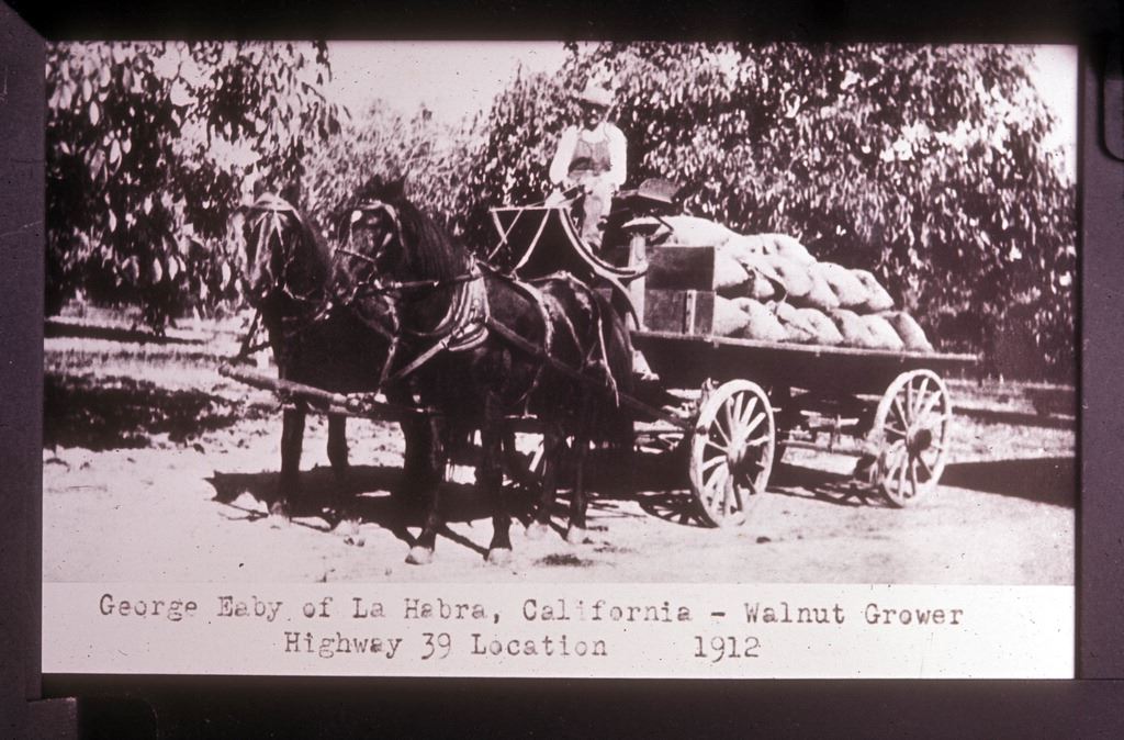 George Eaby of La Habra, California, walnut grower, Highway 39 location 1912