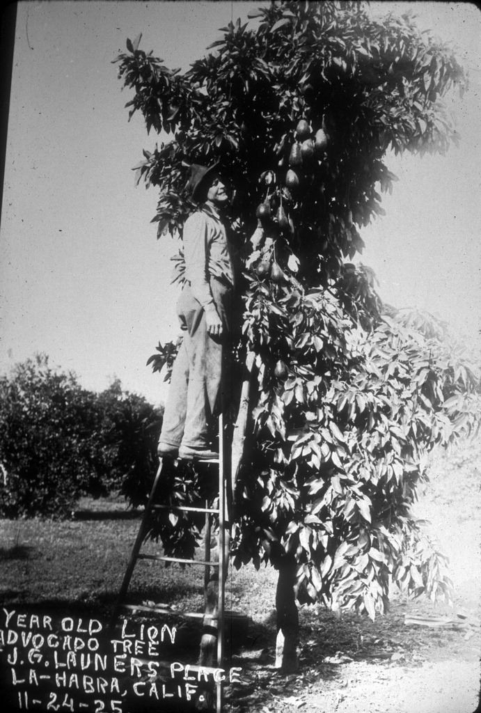 John Launer 1st producing avocados 1925