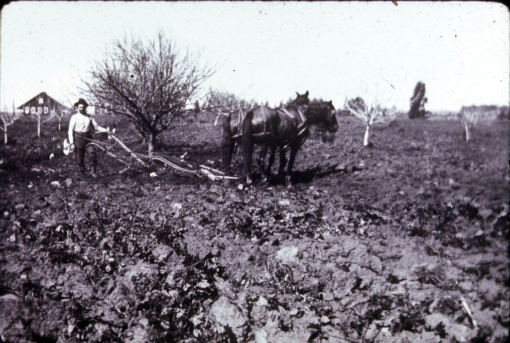 Mr. Keeler in apricots, veg. house in distance Date unk