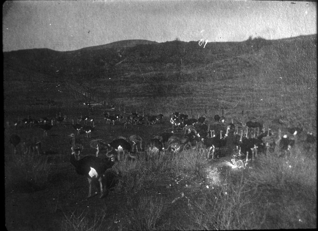 Ostriches in La Habra 1920s