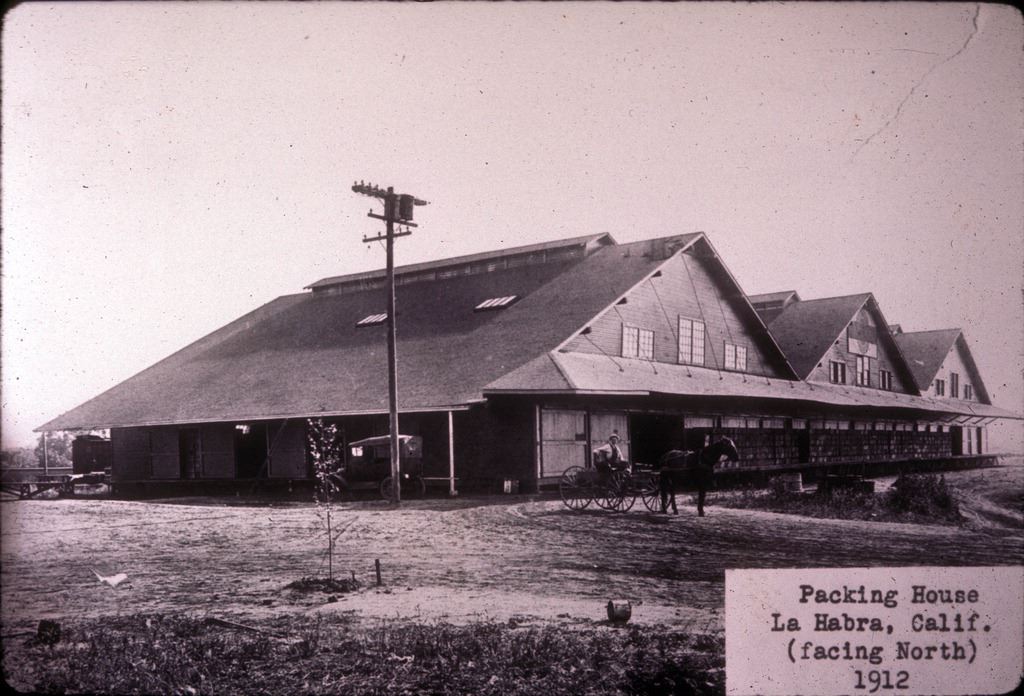 Packing house, La Habra, Calif. (facing North) 1912